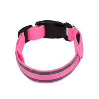 LED collar on a dog