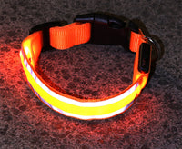 LED collar in orange