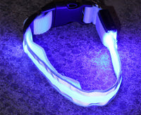LED collar lit up in the dark