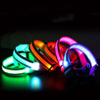 LED luminous dog collar, front view